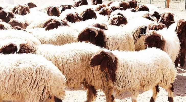 Large number of sheep killed after vehicle overturns