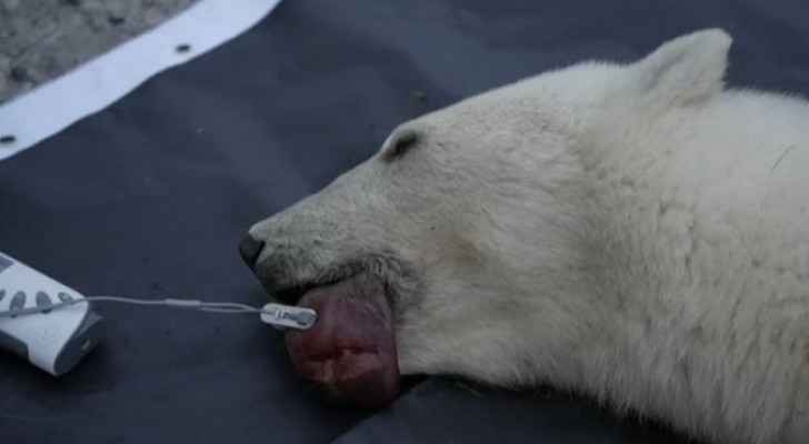 VIDEO: Polar bear rescued after can of condensed milk gets stuck in mouth