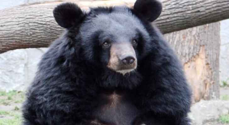 Three bears slaughter their breeders in South Korea