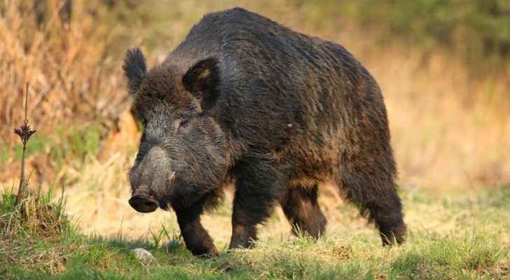French hunter convicted for killing man he mistook for boar