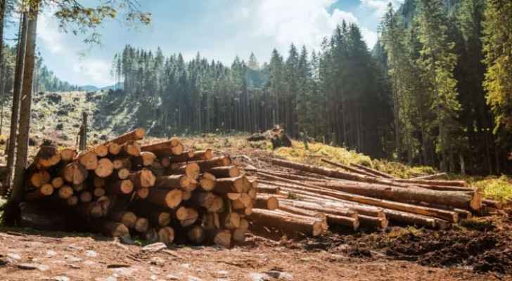 Logging gang busted in Jordan