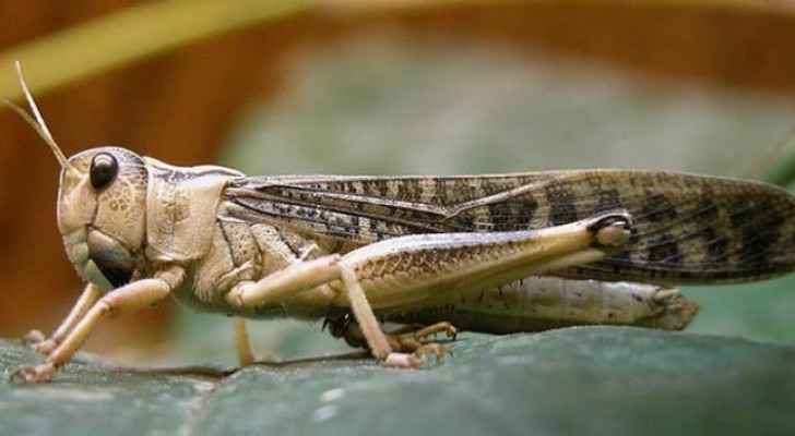 Authorities comment on desert locusts in Ma'an