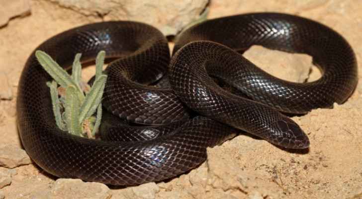 Man in critical condition after venomous snake bite in Salt