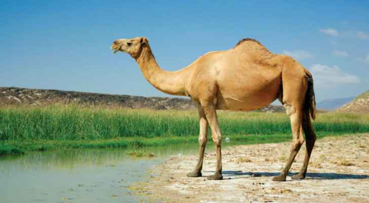 VIDEO: Camel jumps in water well to escape heatwave in Jordan